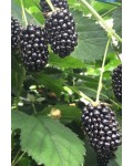 Ожина садова Вікторія безколючкова | Rubus  fruticosus  Victoria thornless | Blackberry  Victoria thornless